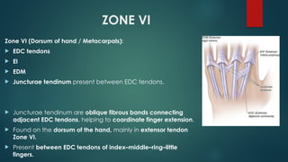 Comprehensive Overview of Flexor and Extensor Tendon Injuries of the ...