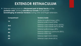 Comprehensive Overview of Flexor and Extensor Tendon Injuries of the ...