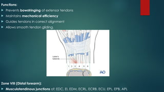 Comprehensive Overview of Flexor and Extensor Tendon Injuries of the ...