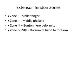 Comprehensive Postgraduate Presentation on Hand Flexor and Extensor ...