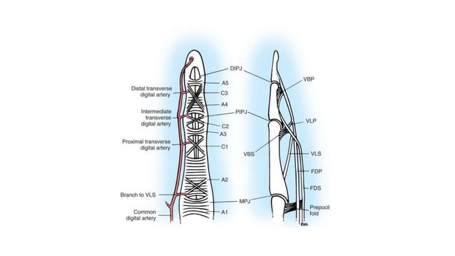 Flexor and extensor tendon injury | PPTX