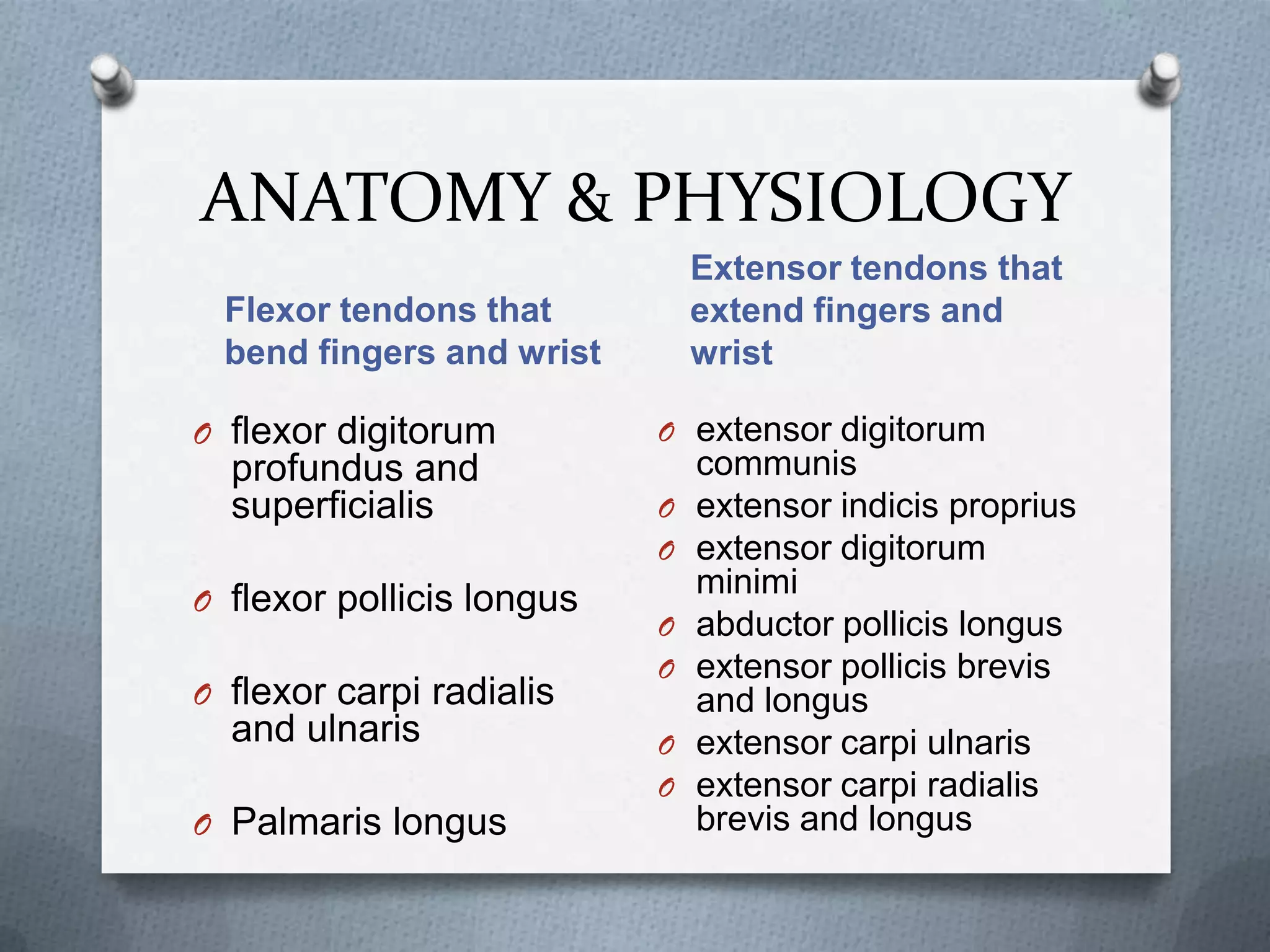ANATOMY & PHYSIOLOGY
Flexor tendons that
bend fingers and wrist
Extensor tendons that
extend fingers and
wrist
O flexor digitorum
profundus and
superficialis
O flexor pollicis longus
O flexor carpi radialis
and ulnaris
O Palmaris longus
O extensor digitorum
communis
O extensor indicis proprius
O extensor digitorum
minimi
O abductor pollicis longus
O extensor pollicis brevis
and longus
O extensor carpi ulnaris
O extensor carpi radialis
brevis and longus
 