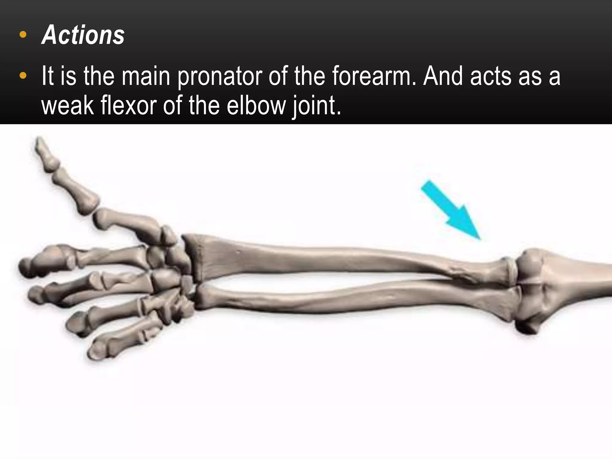 Flexor compartment of forearm | PPTX
