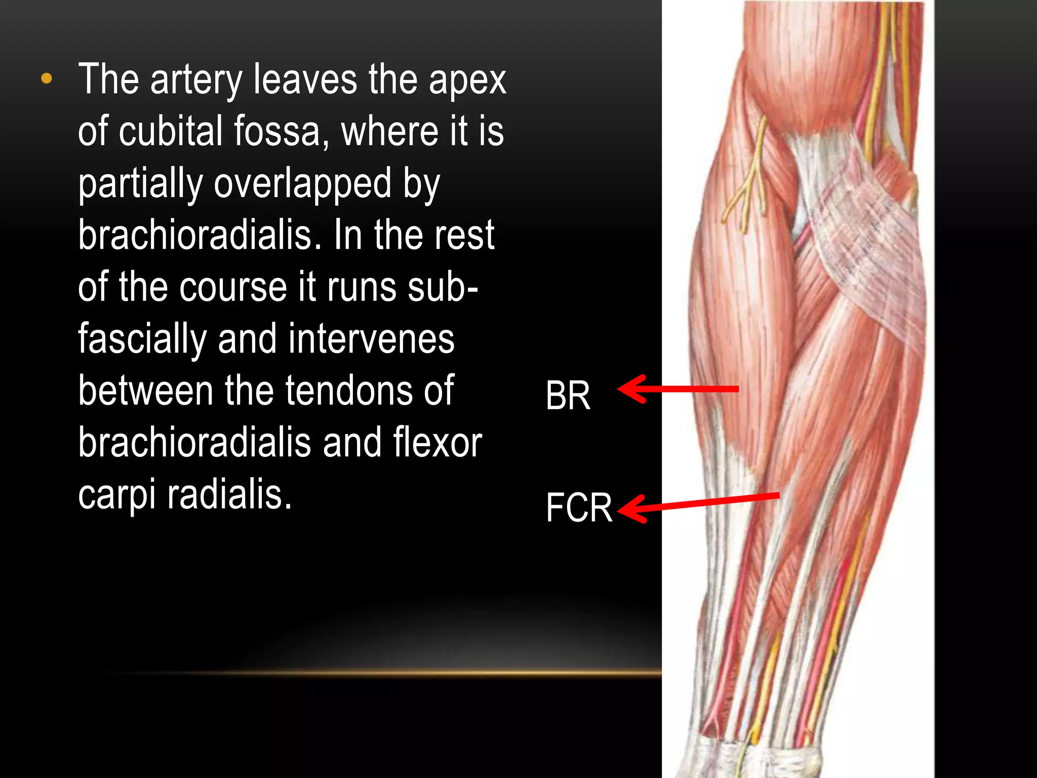Fcr Tendon Incision Flexor compartment of forearm | PPTX