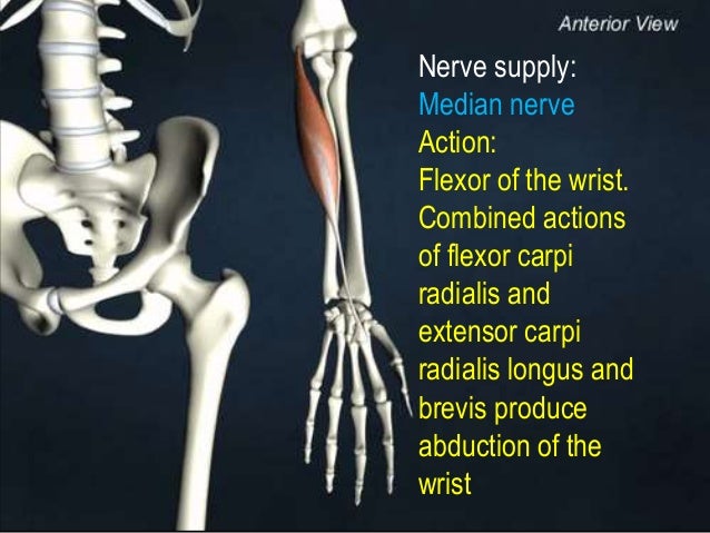 Flexor compartment of forearm Flexor compartment of forearm