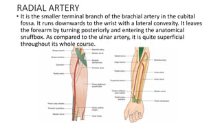 Forearm Snuff Box Flexor compartment of forearm and palm.pdf