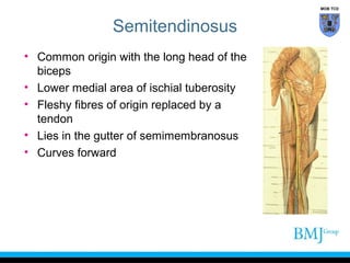 MOB TCD

Semitendinosus
• Common origin with the long head of the
biceps
• Lower medial area of ischial tuberosity
• Fleshy fibres of origin replaced by a
tendon
• Lies in the gutter of semimembranosus
• Curves forward

 