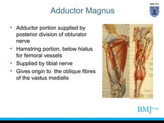 MOB TCD

Adductor Magnus
• Adductor portion supplied by
posterior division of obturator
nerve
• Hamstring portion, below hiatus
for femoral vessels
• Supplied by tibial nerve
• Gives origin to the oblique fibres
of the vastus medialis

 
