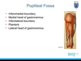 MOB TCD

Popliteal Fossa
•
•
•
•
•

Inferomedial boundary
Medial head of gastronemius
Inferolateral boundary
Plantaris
Lateral head of gastronemius

lateral

 