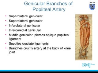Genicular Branches of
Popliteal Artery
•
•
•
•
•

Superolateral genicular
Superolateral genicular
Inferolateral genicular
Inferomedial genicular
Middle genicular pierces oblique popliteal
ligament
• Supplies cruciate ligaments
• Branches crucify artery at the back of knee
joint

MOB TCD

 