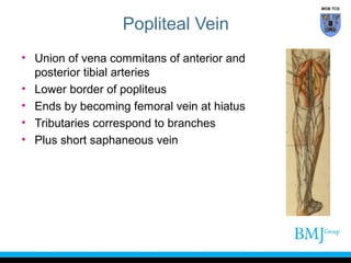 MOB TCD

Popliteal Vein
• Union of vena commitans of anterior and
posterior tibial arteries
• Lower border of popliteus
• Ends by becoming femoral vein at hiatus
• Tributaries correspond to branches
• Plus short saphaneous vein

 