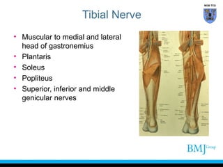 MOB TCD

Tibial Nerve
• Muscular to medial and lateral
head of gastronemius
• Plantaris
• Soleus
• Popliteus
• Superior, inferior and middle
genicular nerves

 