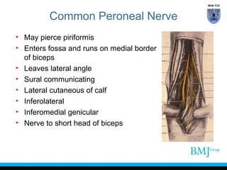 MOB TCD

Common Peroneal Nerve
• May pierce piriformis
• Enters fossa and runs on medial border
of biceps
• Leaves lateral angle
• Sural communicating
• Lateral cutaneous of calf
• Inferolateral
• Inferomedial genicular
• Nerve to short head of biceps

 