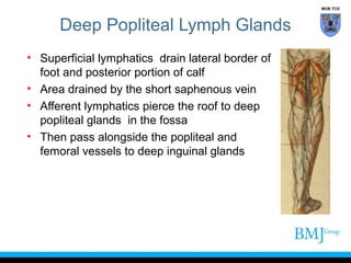 MOB TCD

Deep Popliteal Lymph Glands
• Superficial lymphatics drain lateral border of
foot and posterior portion of calf
• Area drained by the short saphenous vein
• Afferent lymphatics pierce the roof to deep
popliteal glands in the fossa
• Then pass alongside the popliteal and
femoral vessels to deep inguinal glands

 