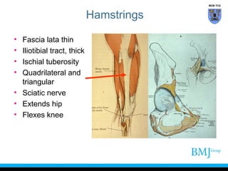 MOB TCD

Hamstrings
•
•
•
•

Fascia lata thin
Iliotibial tract, thick
Ischial tuberosity
Quadrilateral and
triangular
• Sciatic nerve
• Extends hip
• Flexes knee

 