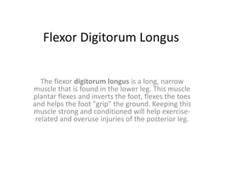 Flexor Digitorum Longus
The flexor digitorum longus is a long, narrow
muscle that is found in the lower leg. This muscle
plantar flexes and inverts the foot, flexes the toes
and helps the foot "grip" the ground. Keeping this
muscle strong and conditioned will help exercise-
related and overuse injuries of the posterior leg.
 