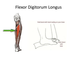 Flexor Digitorum Longus
 