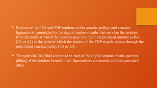  Friction of the FDS and FDP tendons on the annular pulleys and cruciate
ligaments is minimized by the digital tendon sheaths that envelop the tendons
from the point at which the tendons pass into the most proximal annular pulley
(PA or A1) to the point at which the tendon of the FDP muscle passes through the
most distal cruciate pulley (C3 or A5).
 The synovial-like fluid contained in each of the digital tendon sheaths permits
gliding of the tendons beneath their ligamentous constraints and between each
other.
 
