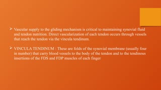  Vascular supply to the gliding mechanism is critical to maintaining synovial fluid
and tendon nutrition. Direct vascularization of each tendon occurs through vessels
that reach the tendon via the vincula tendinum.
 VINCULA TENDINUM : These are folds of the synovial membrane (usually four
in number) that carry blood vessels to the body of the tendon and to the tendinous
insertions of the FDS and FDP muscles of each finger
 
