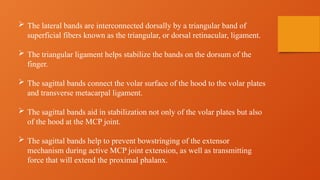 The lateral bands are interconnected dorsally by a triangular band of
superficial fibers known as the triangular, or dorsal retinacular, ligament.
 The triangular ligament helps stabilize the bands on the dorsum of the
finger.
 The sagittal bands connect the volar surface of the hood to the volar plates
and transverse metacarpal ligament.
 The sagittal bands aid in stabilization not only of the volar plates but also
of the hood at the MCP joint.
 The sagittal bands help to prevent bowstringing of the extensor
mechanism during active MCP joint extension, as well as transmitting
force that will extend the proximal phalanx.
 