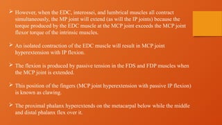  However, when the EDC, interossei, and lumbrical muscles all contract
simultaneously, the MP joint will extend (as will the IP joints) because the
torque produced by the EDC muscle at the MCP joint exceeds the MCP joint
flexor torque of the intrinsic muscles.
 An isolated contraction of the EDC muscle will result in MCP joint
hyperextension with IP flexion.
 The flexion is produced by passive tension in the FDS and FDP muscles when
the MCP joint is extended.
 This position of the fingers (MCP joint hyperextension with passive IP flexion)
is known as clawing.
 The proximal phalanx hyperextends on the metacarpal below while the middle
and distal phalanx flex over it.
 