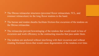  The fibrous retinacular structures (proximal flexor retinaculum, TCL, and
extensor retinaculum) tie the long flexor tendons to the hand.
 The bursae and tendon sheaths facilitate friction-free excursion of the tendons on
the fibrous retinaculae.
 The retinaculae prevent bowstringing of the tendons that would result in loss of
excursion and work efficiency in the contracting muscles that pass under them.
 The tendons are anchored without interfering with their excursion and without
creating frictional forces that would cause degeneration of the tendons over time.
 