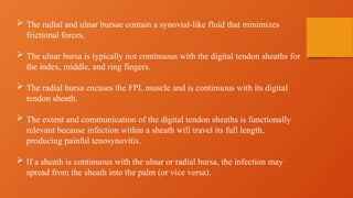  The radial and ulnar bursae contain a synovial-like fluid that minimizes
frictional forces.
 The ulnar bursa is typically not continuous with the digital tendon sheaths for
the index, middle, and ring fingers.
 The radial bursa encases the FPL muscle and is continuous with its digital
tendon sheath.
 The extent and communication of the digital tendon sheaths is functionally
relevant because infection within a sheath will travel its full length,
producing painful tenosynovitis.
 If a sheath is continuous with the ulnar or radial bursa, the infection may
spread from the sheath into the palm (or vice versa).
 