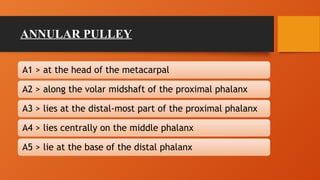 ANNULAR PULLEY
A1 > at the head of the metacarpal
A2 > along the volar midshaft of the proximal phalanx
A3 > lies at the distal-most part of the proximal phalanx
A4 > lies centrally on the middle phalanx
A5 > lie at the base of the distal phalanx
 