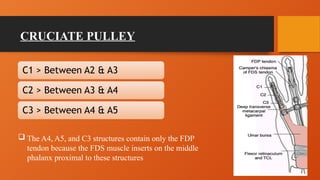 CRUCIATE PULLEY
C1 > Between A2 & A3
C2 > Between A3 & A4
C3 > Between A4 & A5
 The A4, A5, and C3 structures contain only the FDP
tendon because the FDS muscle inserts on the middle
phalanx proximal to these structures
 