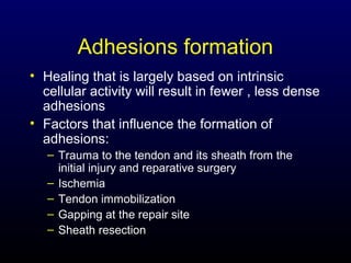 Adhesions formation
• Healing that is largely based on intrinsic
cellular activity will result in fewer , less dense
adhesions
• Factors that influence the formation of
adhesions:
– Trauma to the tendon and its sheath from the
initial injury and reparative surgery
– Ischemia
– Tendon immobilization
– Gapping at the repair site
– Sheath resection

 