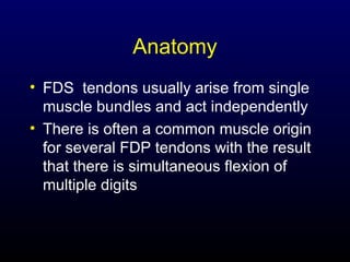 Anatomy
• FDS tendons usually arise from single
muscle bundles and act independently
• There is often a common muscle origin
for several FDP tendons with the result
that there is simultaneous flexion of
multiple digits

 