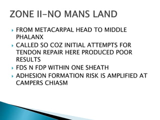  FROM METACARPAL HEAD TO MIDDLE
PHALANX
 CALLED SO COZ INITIAL ATTEMPTS FOR
TENDON REPAIR HERE PRODUCED POOR
RESULTS
 FDS N FDP WITHIN ONE SHEATH
 ADHESION FORMATION RISK IS AMPLIFIED AT
CAMPERS CHIASM
 