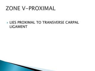  LIES PROXIMAL TO TRANSVERSE CARPAL
LIGAMENT
 