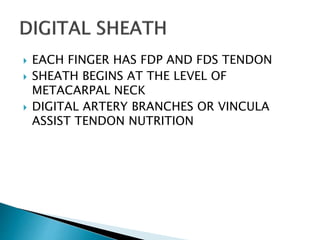  EACH FINGER HAS FDP AND FDS TENDON
 SHEATH BEGINS AT THE LEVEL OF
METACARPAL NECK
 DIGITAL ARTERY BRANCHES OR VINCULA
ASSIST TENDON NUTRITION
 