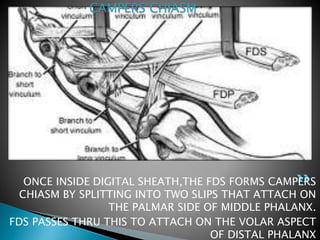 ONCE INSIDE DIGITAL SHEATH,THE FDS FORMS CAMPERS
CHIASM BY SPLITTING INTO TWO SLIPS THAT ATTACH ON
THE PALMAR SIDE OF MIDDLE PHALANX.
FDS PASSES THRU THIS TO ATTACH ON THE VOLAR ASPECT
OF DISTAL PHALANX
CAMPERS CHIASM
 