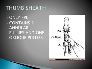  ONLY FPL
 CONTAINS 2
ANNULAR
PULLIES AND ONE
OBLIQUE PULLIES
 