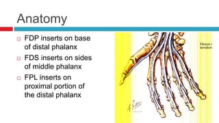 Anatomy
 FDP inserts on base
of distal phalanx
 FDS inserts on sides
of middle phalanx
 FPL inserts on
proximal portion of
the distal phalanx
 