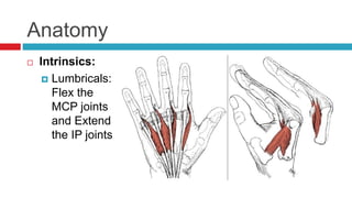 Anatomy
 Intrinsics:
 Lumbricals:
Flex the
MCP joints
and Extend
the IP joints
 
