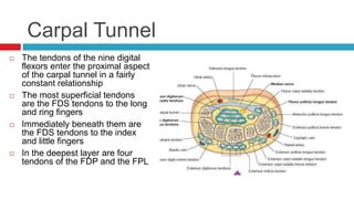 Carpal Tunnel
 The tendons of the nine digital
flexors enter the proximal aspect
of the carpal tunnel in a fairly
constant relationship
 The most superficial tendons
are the FDS tendons to the long
and ring fingers
 Immediately beneath them are
the FDS tendons to the index
and little fingers
 In the deepest layer are four
tendons of the FDP and the FPL
 