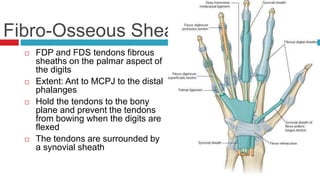 Fibro-Osseous Sheath
 FDP and FDS tendons fibrous
sheaths on the palmar aspect of
the digits
 Extent: Ant to MCPJ to the distal
phalanges
 Hold the tendons to the bony
plane and prevent the tendons
from bowing when the digits are
flexed
 The tendons are surrounded by
a synovial sheath
 