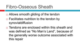 Fibro-Osseous Sheath
 Allows smooth gliding of the tendon
 Facilitates nutrition to the tendon by
synovialdiffusion
 Tendons are enclosed within this sheath and
was defined as “No Man’s Land”, because of
the generally worse outcome associated with
this repair
 