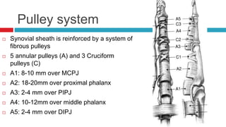 Pulley system
 Synovial sheath is reinforced by a system of
fibrous pulleys
 5 annular pulleys (A) and 3 Cruciform
pulleys (C)
 A1: 8-10 mm over MCPJ
 A2: 18-20mm over proximal phalanx
 A3: 2-4 mm over PIPJ
 A4: 10-12mm over middle phalanx
 A5: 2-4 mm over DIPJ
 