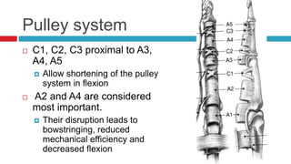 Pulley system
 C1, C2, C3 proximal to A3,
A4, A5
 Allow shortening of the pulley
system in flexion
 A2 and A4 are considered
most important.
 Their disruption leads to
bowstringing, reduced
mechanical efficiency and
decreased flexion
 