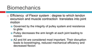 Biomechanics
 Efficiency of Flexor system : degree to which tendon
excursion and muscle contraction translates into joint
motion
 Governed by the integrity of pulley system and resistence
to glide
 Pulley decreases the arm length at each joint leading to
motion
 A2 and A4 are considered most important. Their disruption
leads to bowstringing, reduced mechanical efficiency and
decreased flexion
 
