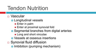 Tendon Nutrition
 Vascular
 Longitudinal vessels
 Enter in palm
 Enter at proximal synovial fold
 Segmental branches from digital arteries
 Long and short vinculae
 Vessels at osseous insertions
 Synovial fluid diffusion
 Imbibition (pumping mechanism)
 