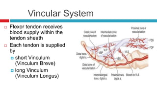 Vincular System
 Flexor tendon receives
blood supply within the
tendon sheath
 Each tendon is supplied
by
 short Vinculum
(Vinculum Breve)
 long Vinculum
(Vinculum Longus)
 