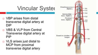 Vincular System
 VBP arises from distal
transverse digital artery at
DIP
 VBS & VLP from Central
Transverse digital artery at
PIP
 VLS arises just distal to
MCP from proximal
transverse digital artery
 