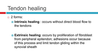 Tendon healing
 2 forms:
 Intrinsic healing : occurs without direct blood flow to
the tendons
 Extrinsic healing: occurs by proliferation of fibroblast
from peripheral epitendon; adhesions occur because
of this process and limit tendon gliding within the
synovial sheath
 