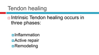 Tendon healing
 Intrinsic Tendon healing occurs in
three phases:
Inflammation
Active repair
Remodeling
 