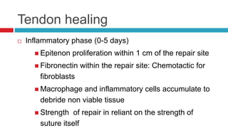 Tendon healing
 Inflammatory phase (0-5 days)
 Epitenon proliferation within 1 cm of the repair site
 Fibronectin within the repair site: Chemotactic for
fibroblasts
 Macrophage and inflammatory cells accumulate to
debride non viable tissue
 Strength of repair in reliant on the strength of
suture itself
 